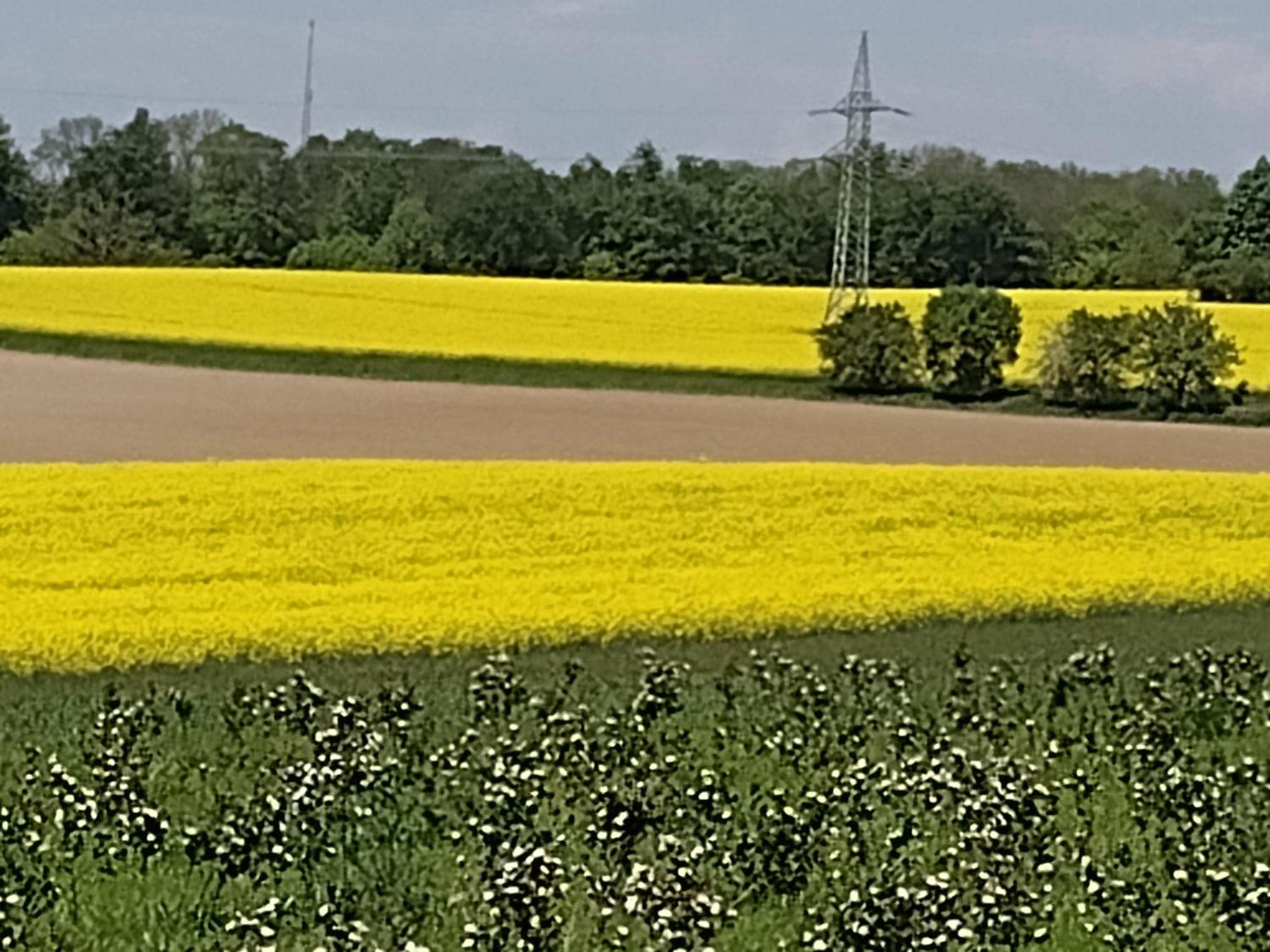 Osterode am HarzOlifant In Osterodeアパートメント エクステリア 写真