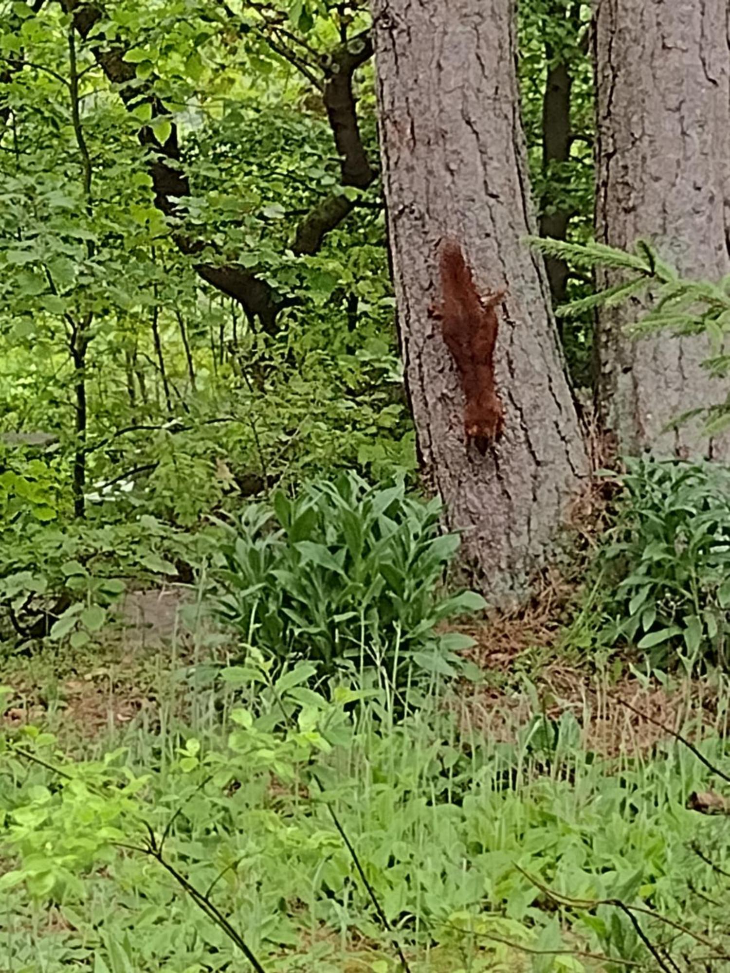Osterode am HarzOlifant In Osterodeアパートメント エクステリア 写真